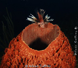 Balancing Act. Triggerfish reef Akumal.Nikon D80 by Aileen Caffrey 